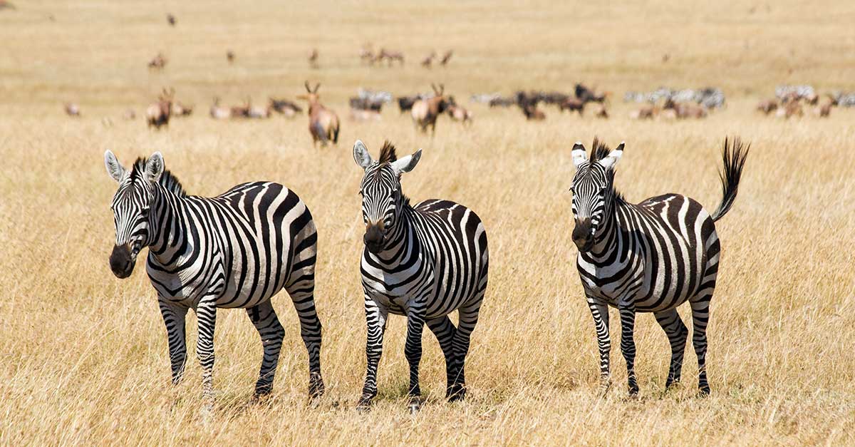 Voľne žijúce stáda zvierat v národnom parku Masai Mara.