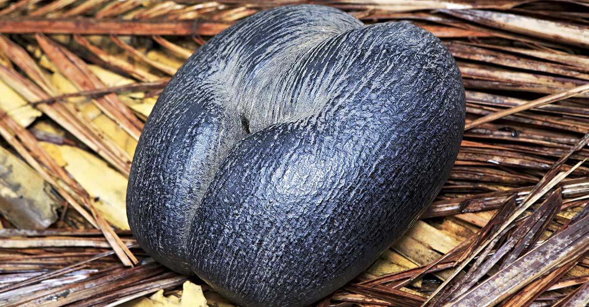 Najväčší kokosový orech na svete