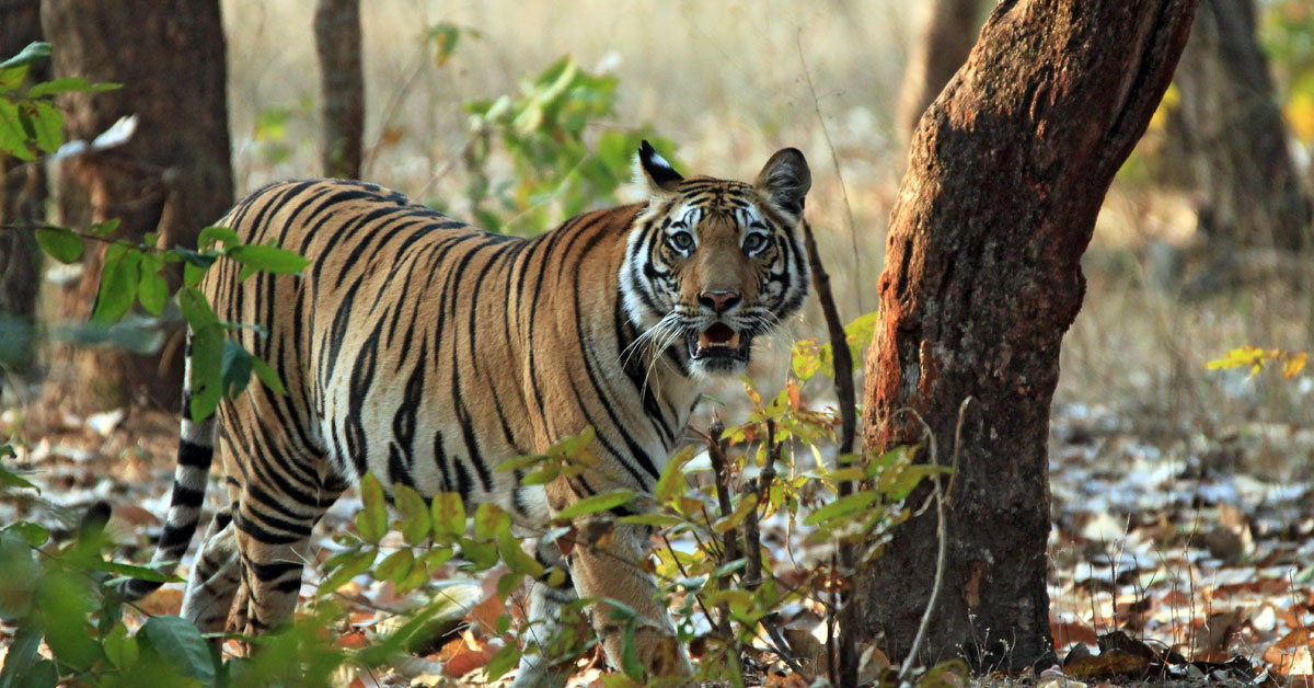 Tigrie národné parky - ako z Knihy džunglí