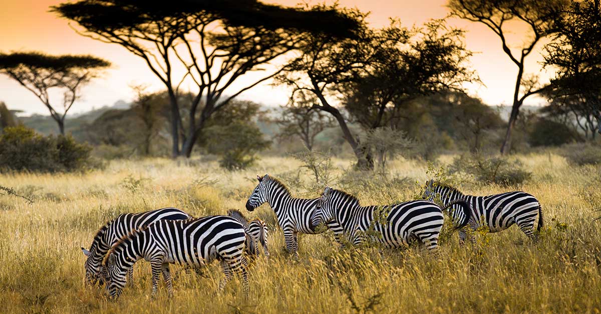 Jeden z najznámejších rezervácii - Masai Mara ponúka to najlepšie z divokej prírody Afriky.