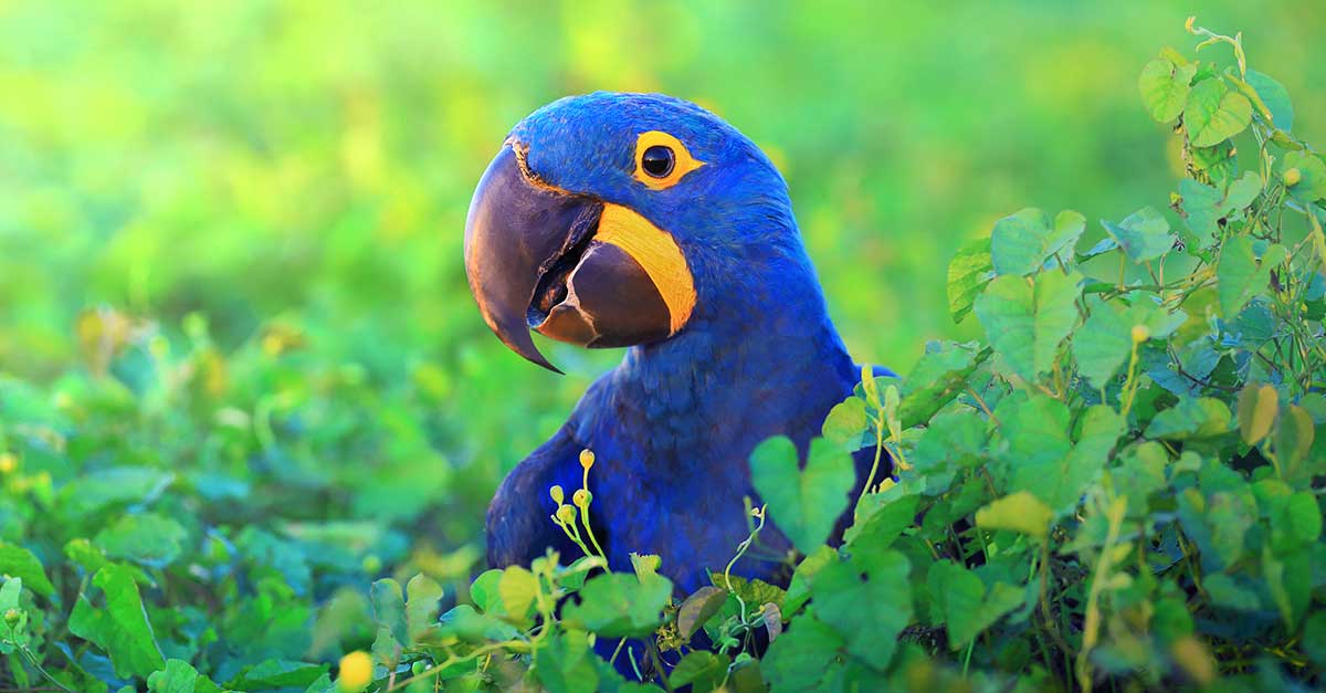 Domáce papagáje v rozmanitých farbách.
