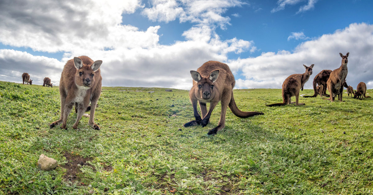 Kangaroo Island - Južná Austrália
