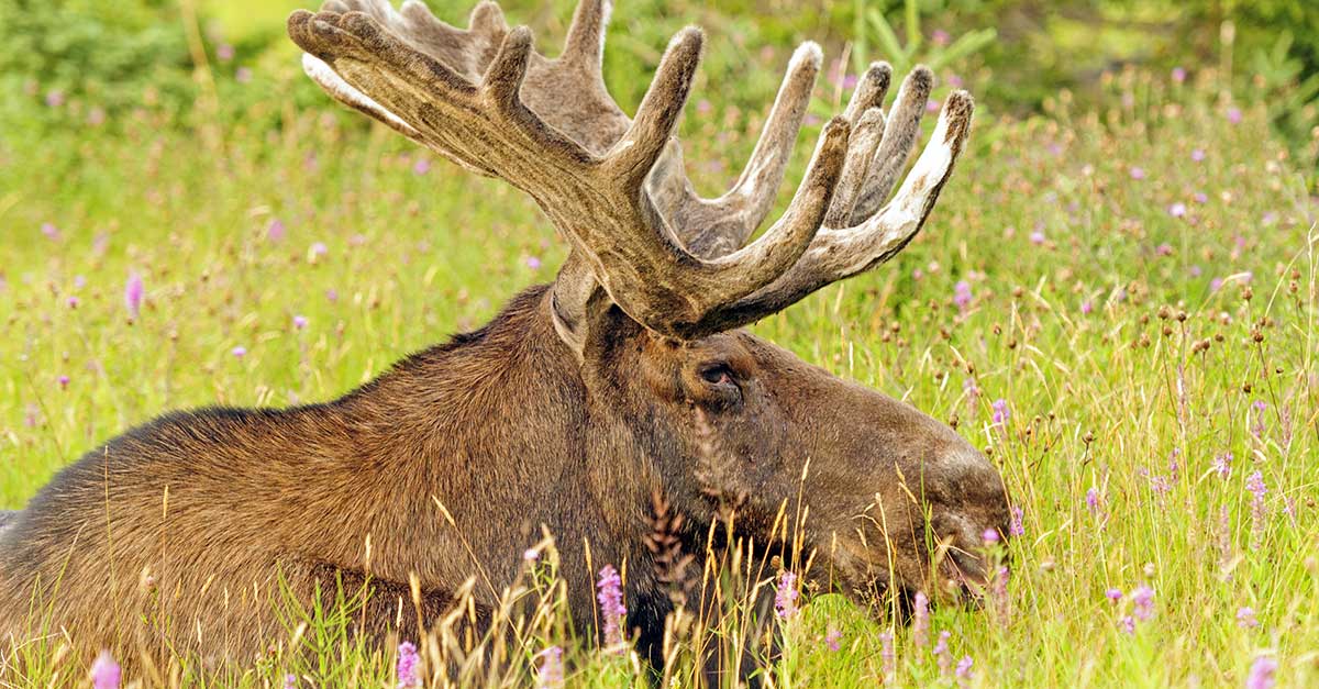 Los v národnom parku Gros Morne