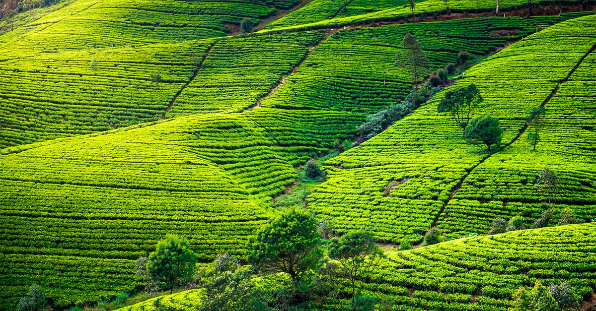 Dlhosiahle čajové plantáže s nekonečným výhľadom na sýtu zelenú v okolí Nuwara Eliya a Ella