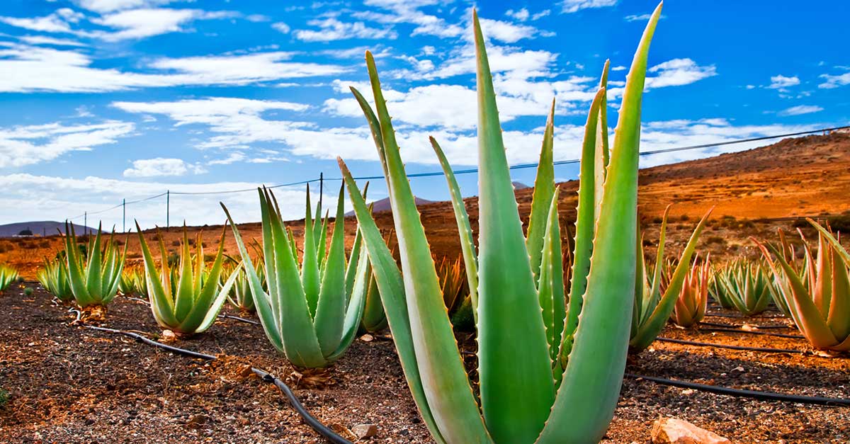 Rastilna aloe vera na každom rohu.