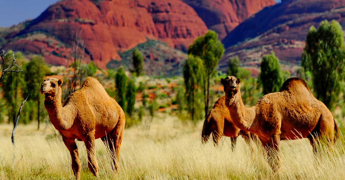 Možno stretnete aj voľnežijúce austrálske ťavy