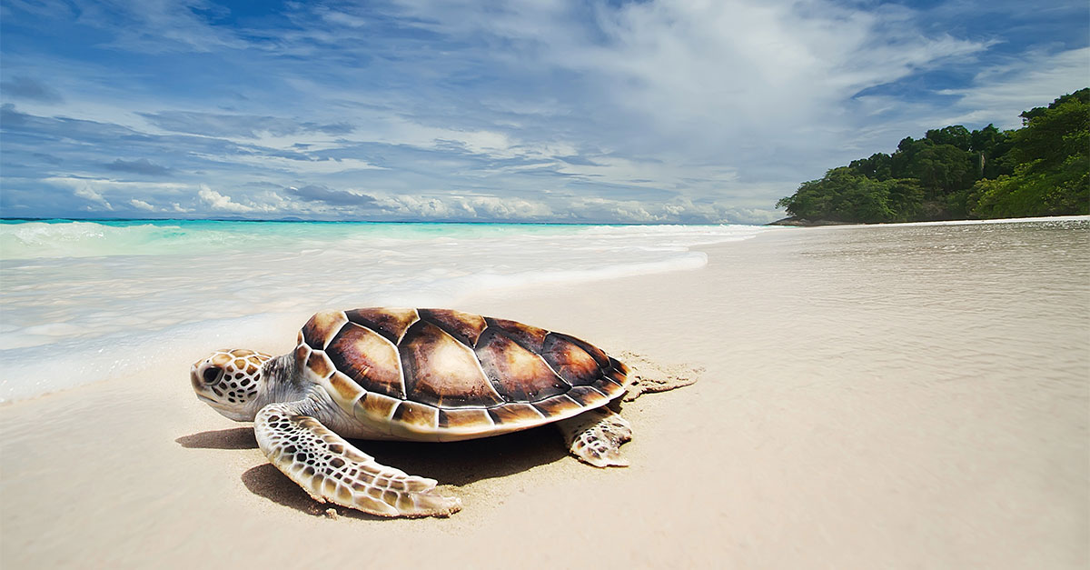 Výlet za veľkými korytnačkami, ktoré môžete pozorovať na pláži.